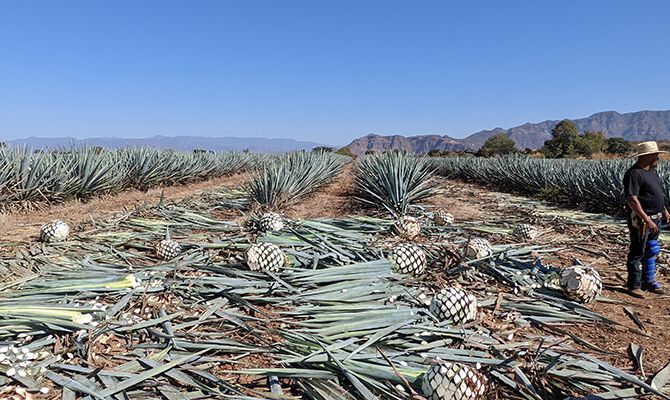 Tequila No. 27 - Plantage Jalisco