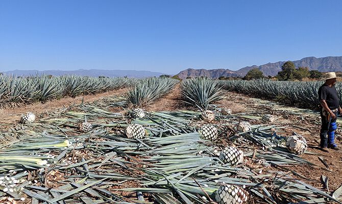 Tequila No. 27 - Plantage Jalisco Tequila No. 27 - Plantage Jalisco